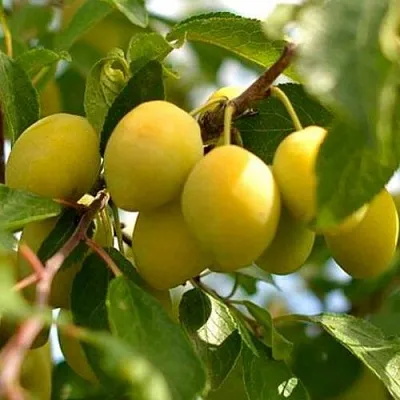 Слива ОЧАКОВСКАЯ ЖЕЛТАЯ  Слива ОЧАКОВСКАЯ ЖЕЛТАЯ в Смоленске