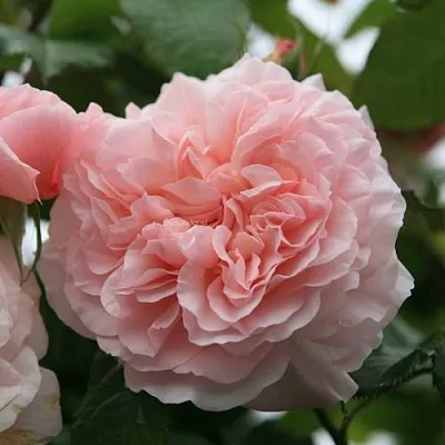 Саженцы роз РОЗ ДЕ ТОЛБИАК плетистая  Саженцы роз РОЗ ДЕ ТОЛБИАК плетистая в Смоленске