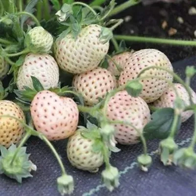 Клубника АНАНАСА ремонтантная в Смоленске