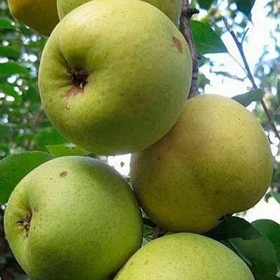 Груша РОГНЕДА  Груша РОГНЕДА в Смоленске