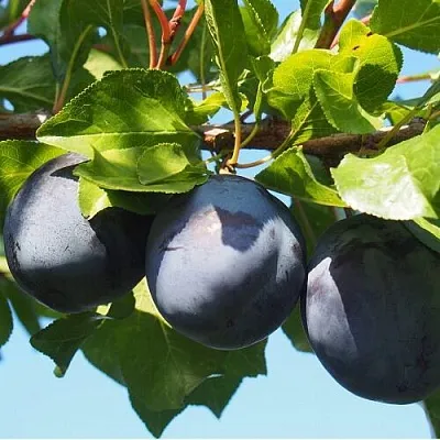 Слива ВОЛАТ  Слива ВОЛАТ в Смоленске