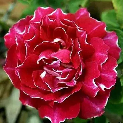 Саженцы роз БАРОН ЖИРО ДЕ ЛЕН ремонтантная  Саженцы роз БАРОН ЖИРО ДЕ ЛЕН ремонтантная в Смоленске