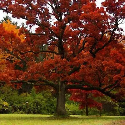 Дуб  Дуб в Смоленске