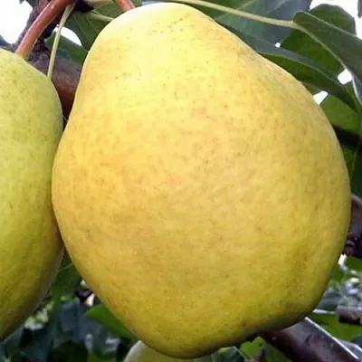 Груша ОСЕННИЙ ВЕЛИКАН  Груша ОСЕННИЙ ВЕЛИКАН в Смоленске