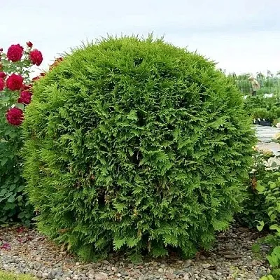 Туя ВУДВАРДИ западная  Туя ВУДВАРДИ западная в Смоленске