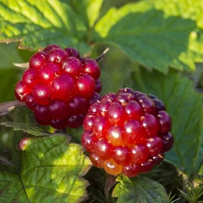 Княженика ЛИНДА в Смоленске