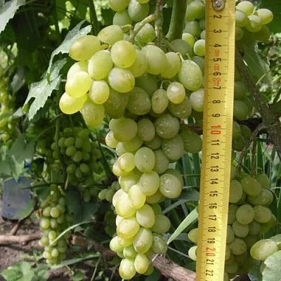 Виноград АНАНАСНЫЙ РАННИЙ  Виноград АНАНАСНЫЙ РАННИЙ в Смоленске