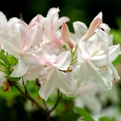 Азалия УАЙТ ЛАЙТС листопадная  Азалия УАЙТ ЛАЙТС листопадная в Смоленске