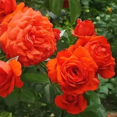 Саженцы роз МАЙНТАУЭР плетистая  Саженцы роз МАЙНТАУЭР плетистая в Смоленске