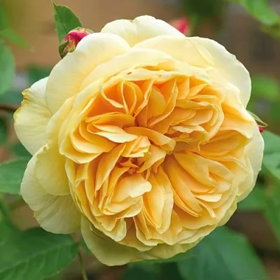 Саженцы роз ТИЗИНГ ДЖОРДЖИЯ английская в Смоленске