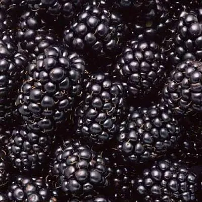 Ежевика ОРКАН бесшипная  Ежевика ОРКАН бесшипная в Смоленске