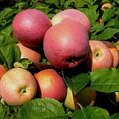 Яблоня СЛАВА ПОБЕДИТЕЛЯМ  Яблоня СЛАВА ПОБЕДИТЕЛЯМ в Смоленске