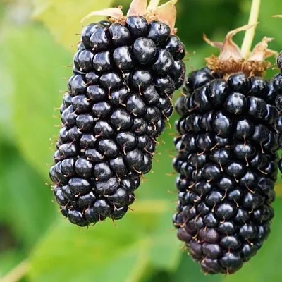 Ежевика КОЛАМБИЯ ГИГАНТ бесшипная  Ежевика КОЛАМБИЯ ГИГАНТ бесшипная в Смоленске