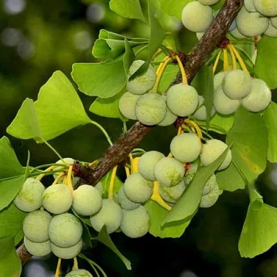 Гинкго билоба  Гинкго билоба в Смоленске