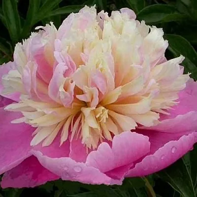 Пион ВЕСЕННЯЯ ПАЛИТРА травянистый  Пион ВЕСЕННЯЯ ПАЛИТРА травянистый в Смоленске