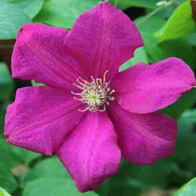 Клематис ЭРНЕСТ МАРКХАМ в Смоленске