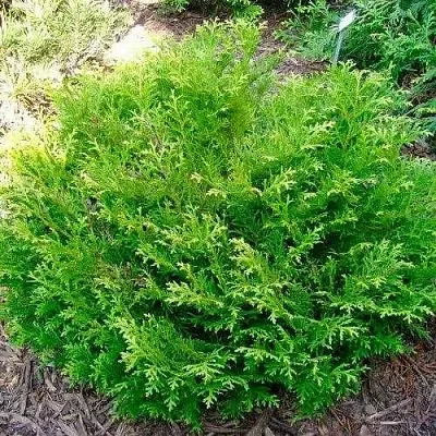 Туевик НАНА долотовидный   Туевик НАНА долотовидный  в Смоленске