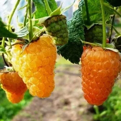 Малина ОРАНЖЕВОЕ ЧУДО  Малина ОРАНЖЕВОЕ ЧУДО в Смоленске