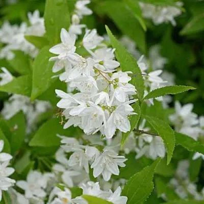 Дейция шершавая  Дейция шершавая в Смоленске