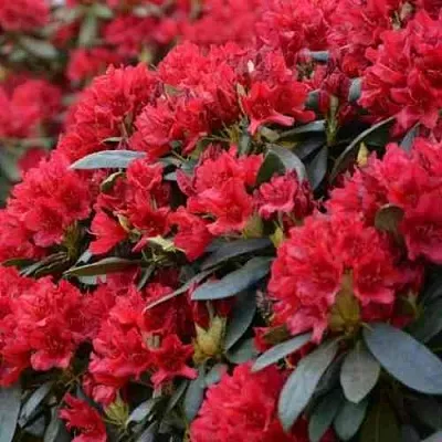 Рододендрон БУЗУКИ  Рододендрон БУЗУКИ в Смоленске