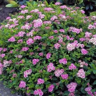 Спирея ЛИТЛ ПРИНЦЕСС японская  Спирея ЛИТЛ ПРИНЦЕСС японская в Смоленске