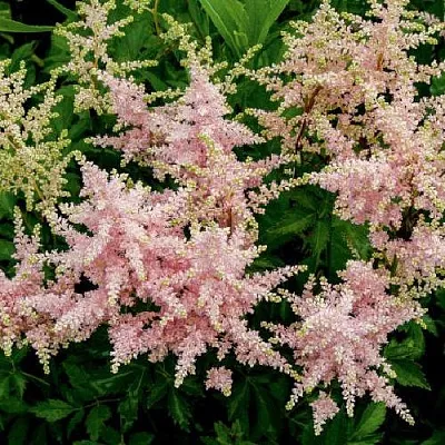 Астильба СЕСТРА ТЕРЕЗА Арендса  Астильба СЕСТРА ТЕРЕЗА Арендса в Смоленске