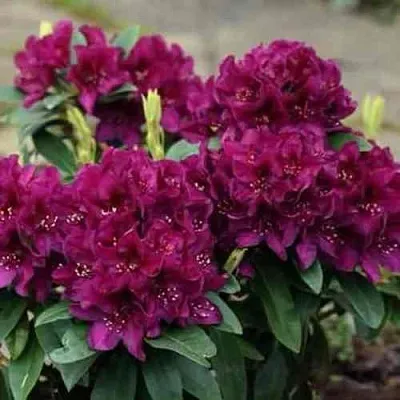 Рододендрон КАЛИ  Рододендрон КАЛИ в Смоленске