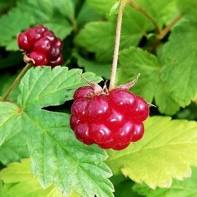 Княженика АННА в Смоленске