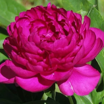 Пион БАРХАТ НОЧИ травянистый  Пион БАРХАТ НОЧИ травянистый в Смоленске