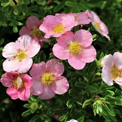 Лапчатка ЛАВЛИ ПИНК кустарниковая в Смоленске