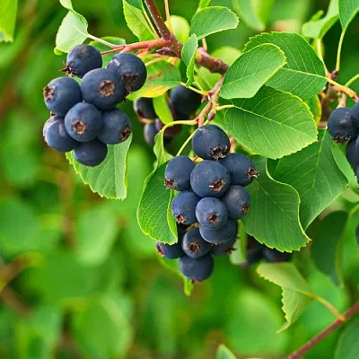 Ирга КОЛОСИСТАЯ  Ирга КОЛОСИСТАЯ в Смоленске