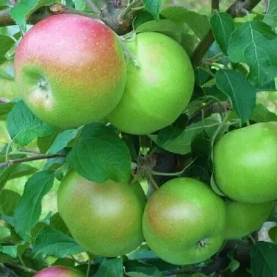 Яблоня НАВАВИТА  Яблоня НАВАВИТА в Смоленске