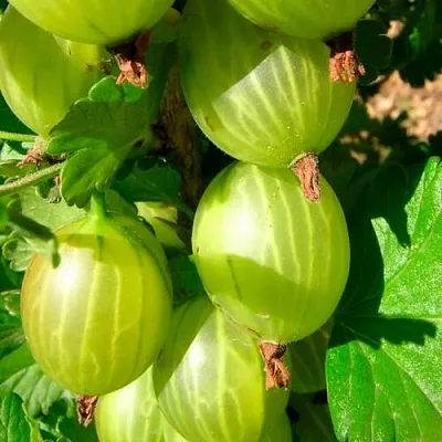 Крыжовник МАЛАХИТ в Смоленске