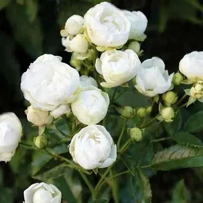 Саженцы роз УАЙТ МОРСДАГ полиантовая в Смоленске