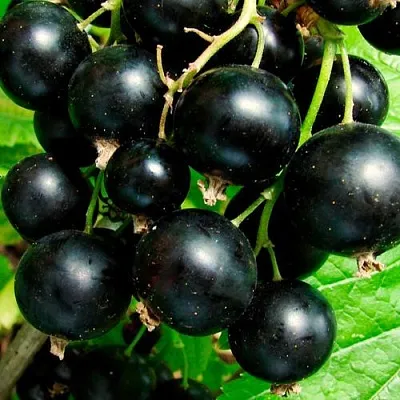 Чёрная в Смоленске