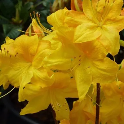 Азалия ЛИМЕТТА листопадная   Азалия ЛИМЕТТА листопадная  в Смоленске