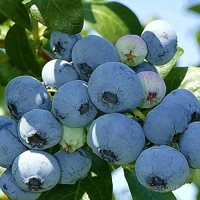 Голубика НУИ  Голубика НУИ в Смоленске