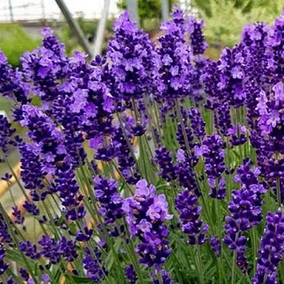 Лаванда ХИДКОТ БЛЮ узколистная  Лаванда ХИДКОТ БЛЮ узколистная в Смоленске