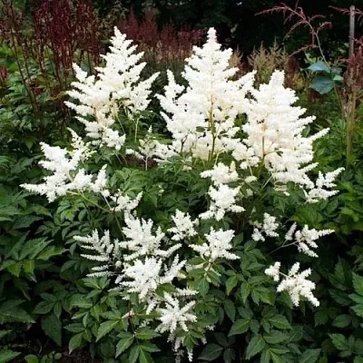 Астильба ДОЙЧЛАНД японская  Астильба ДОЙЧЛАНД японская в Смоленске