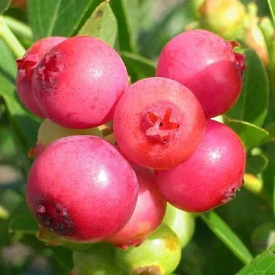 Голубика ПИНК ЛИМОНАД  Голубика ПИНК ЛИМОНАД в Смоленске