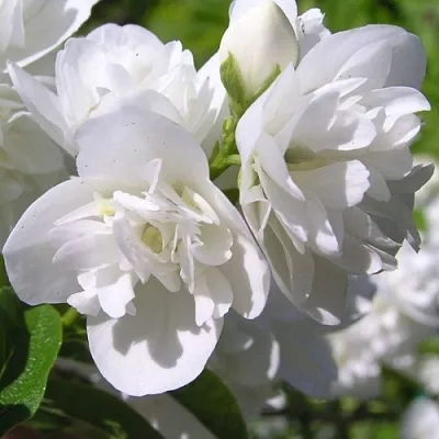 Жасмин ЖИРАНДОЛЬ  Жасмин ЖИРАНДОЛЬ в Смоленске