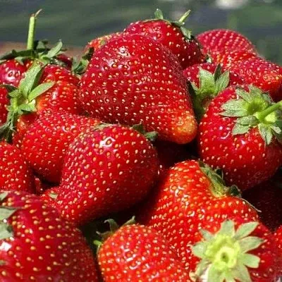 Клубника ПИРЧИНКЬЮ в Смоленске