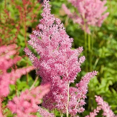 Астильба РЕЙНЛЕНД японская  Астильба РЕЙНЛЕНД японская в Смоленске
