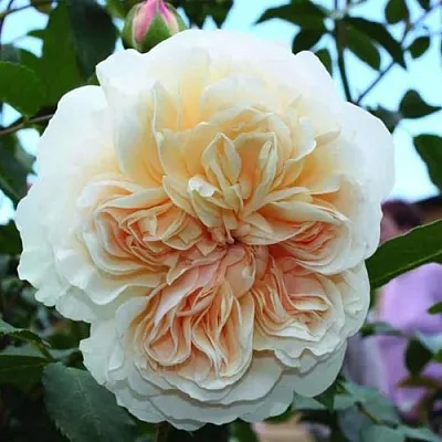 Саженцы роз ЛИЧФИЛД ЭНДЖЕЛ английская в Смоленске