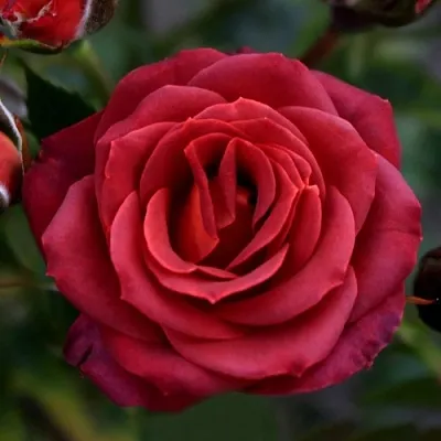 Саженцы роз ЧОКОЧИНО спрей  Саженцы роз ЧОКОЧИНО спрей в Смоленске