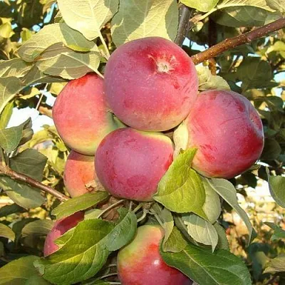 Яблоня ОРЛИК  Яблоня ОРЛИК в Смоленске