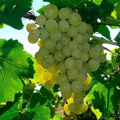 Виноград КИШМИШ МУСКАТНЫЙ в Смоленске