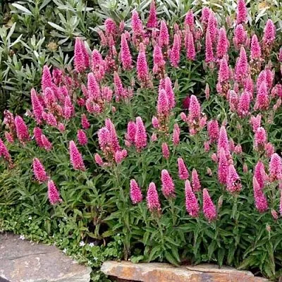 Вероника РОЗЕА колосковая  Вероника РОЗЕА колосковая в Смоленске