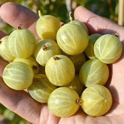 Крыжовник БЕРИЛЛ в Смоленске