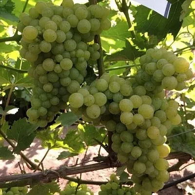 Виноград КИШМИШ 311 в Смоленске